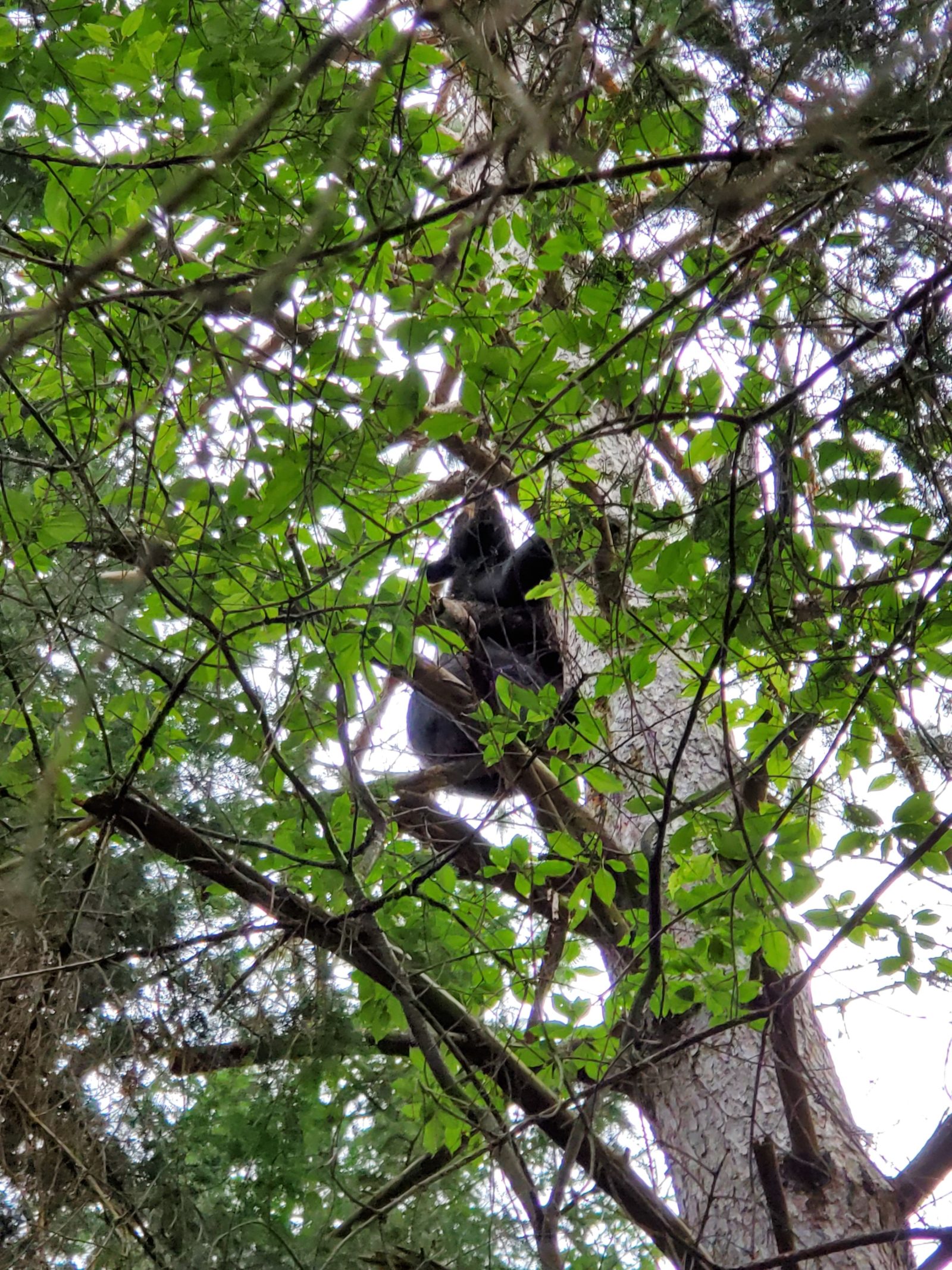 2019 Training Season Michigan Bear Guides