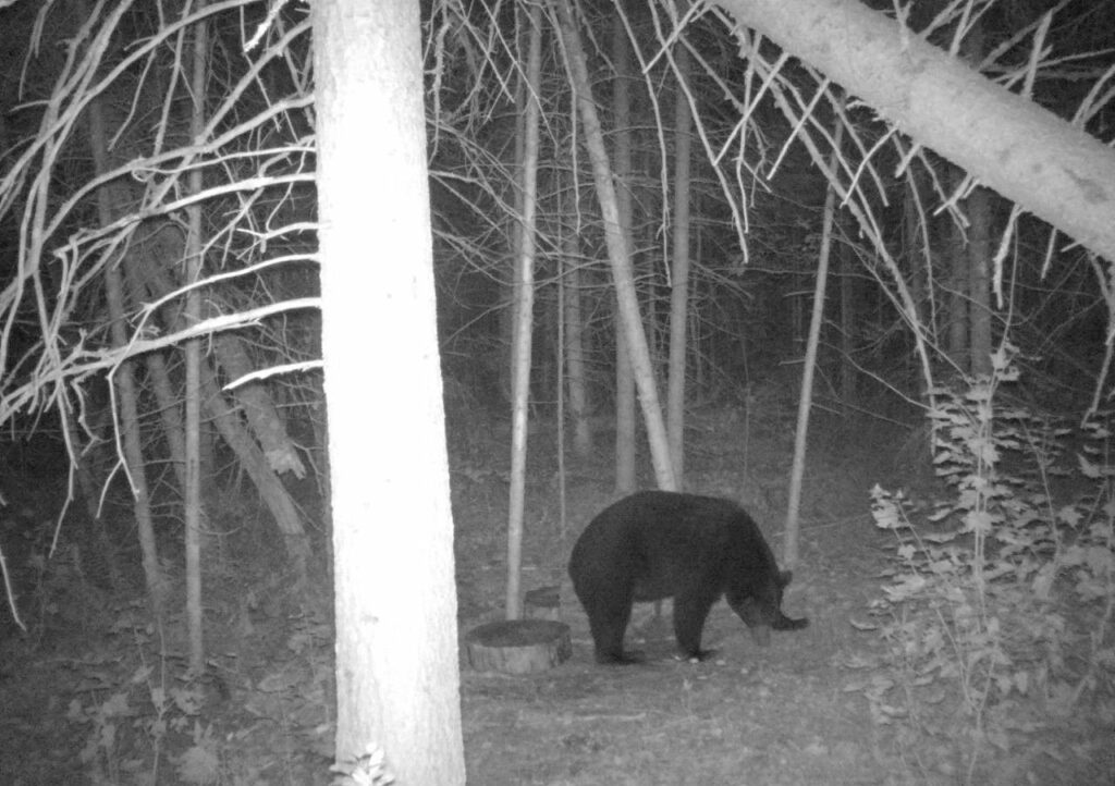 Michigan Bear Season 2024 Pepi Annalee